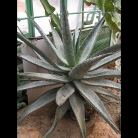 Aloe ferox (fam Liliacees) (Afr. du sud) (1)